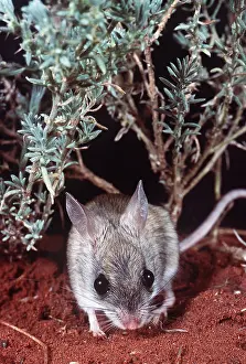 Hopping: HOPPING MOUSE