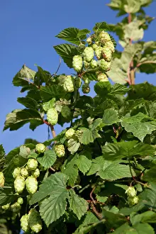 Lupulus: Hops - growing wild in a hedgerow