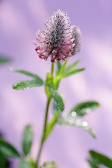 Tactile: Horehound