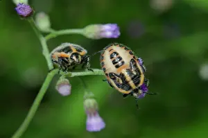 Weed: Horehound Bugs nymphs