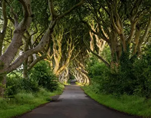 Hedges: A horizontal landscape view of the iconic The Dark