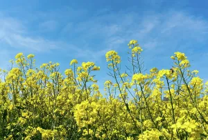 Rapeseed: horizontal view of blossoming canola rapeseed field