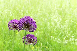 Pollinate: horizontal view of purple wildflowers up close with