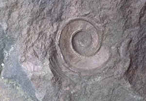 Mold: Hormotoma Fossil