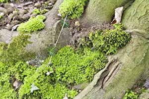 Calcareous: Horn Calcareous Moss