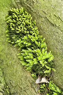 Calcareous: Horn Calcareous Moss