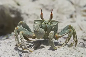 Keeling: Horn-eyed Ghost Crab - A swift-running shore crab