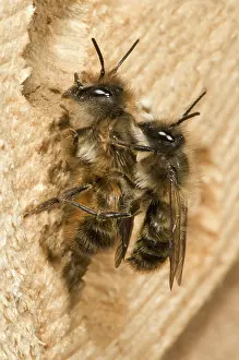 Faced: Horn-Faced Bees Mating
