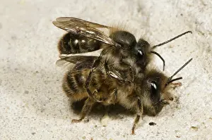 Faced: Horn-Faced Bees Mating