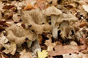Chanterelle: Horn of Plenty fungus - among woodland leaf litter - Edible