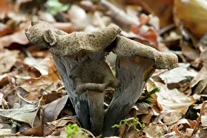 Chanterelle: Horn of Plenty fungus - among woodland leaf litter - Edible