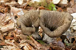 Chanterelle: Horn of Plenty fungus - among woodland leaf litter - Edible