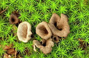 Chanterelle: Horn of Plenty fungus - among woodland moss - Edible