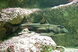 Heterodontus: Horn shark