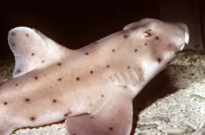 Shark: HORN SHARK