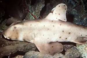 Shark: HORN SHARK - RESTING ON SEABED