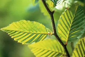 Hornbeam: Hornbeam