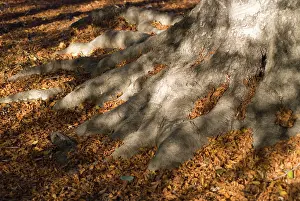 Hornbeam: Hornbeam