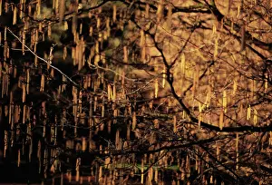 Hornbeam: Hornbeam