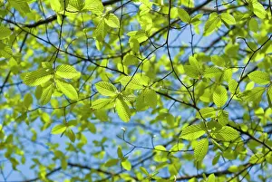 Resource: Hornbeam