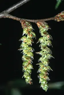 Hornbeam: HORNBEAM - close-up of catkins