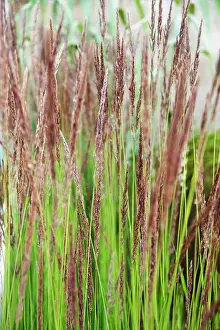 Hornbeam: Hornbeam, Feather reed grass, Calamagrostis x acutiflora