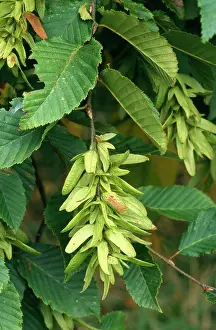 Hornbeam: HORNBEAM - IN FRUIT