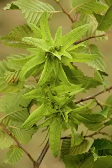 Hornbeam: Hornbeam in fruit, showing large bracts