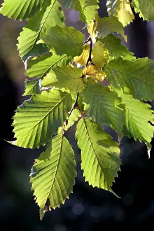 Hornbeam: Hornbeam - leaves
