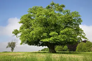 Hornbeam: Hornbeam Tree