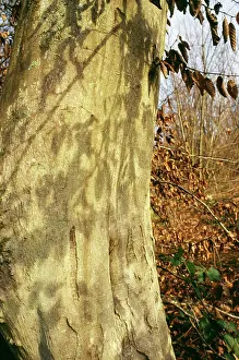 Hornbeam: Hornbeam Tree