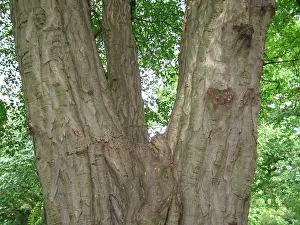 Hornbeam: Hornbeam Tree trunk