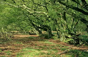Hornbeam: HORNBEAM TREES