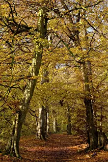 Hornbeam: Hornbeam Trees - Pathway through old hornbeams