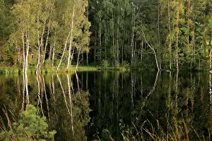 Hornbeam: Hornbeam Trees - around water at sunset