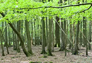 Hornbeams: Hornbeams - Undergrowth of hornbeams during winter