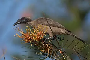 31517: Hornbill Friarbird feeding on a flowering bush Atherto
