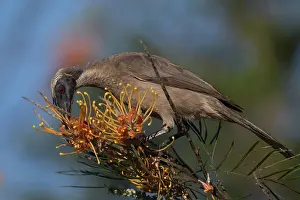 31517: Hornbill Friarbird feeding on a flowering bush Atherto