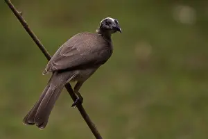 Hornbill: Hornbill Friarbird - Perched on a stick - Figtree