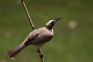Hornbill: Hornbill Friarbird - Perched on a stick - Figtree