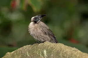 Previously: Hornbill Friarbird (previously Helmeted Friarbird)