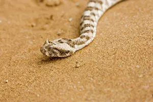 Adders: Horned Adder