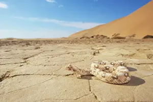 Michele Menegon: Horned Adder