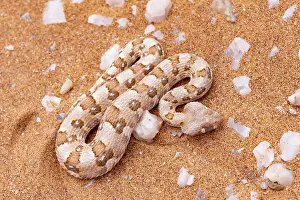 Unmanned: HORNED ADDER