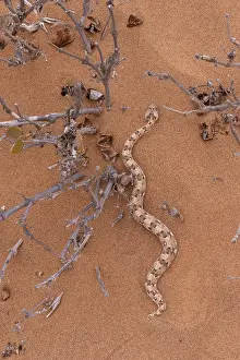 Unmanned: HORNED ADDER