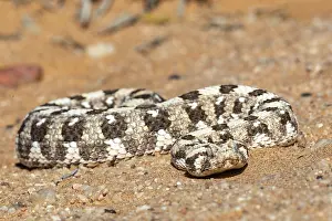 Unmanned: HORNED ADDER