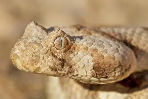 Bitis: Horned adder (Bitis caudalis), Namibia