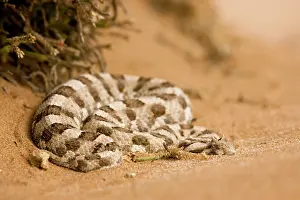 Adders: Horned Adder - Coiled up at the foot of an ink bush