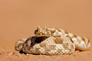 Adders: Horned Adder - in a defensive coil