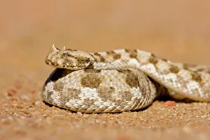 Adders: Horned Adder - In defensive coil